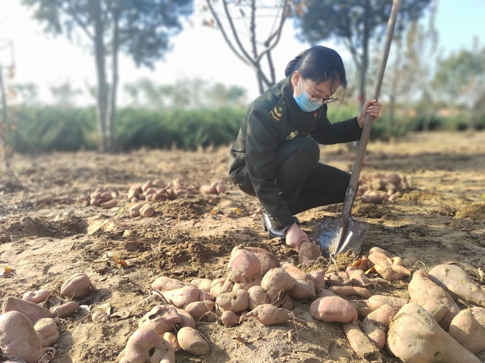 2020-11-11沙河站收获红薯,摄:李晓妹 2020-11-11沙河站收获红薯,摄:李晓妹